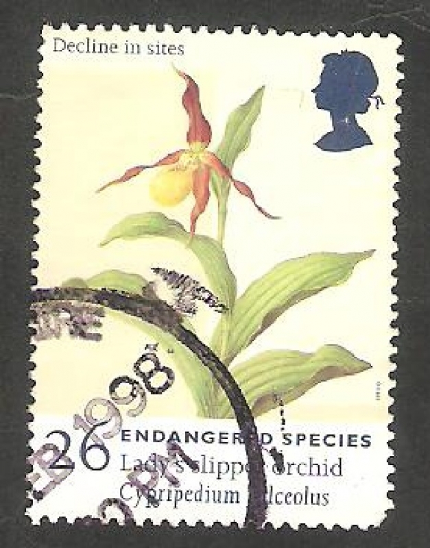 Especie en vias de desaparición, cypripedium calceolus