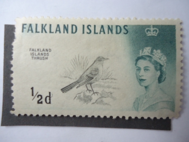 Falkland Islands Thrush.(Pájaro Tordo)