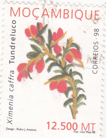 flores- Ximenia Caffra