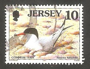 760 - Sterna hirundo