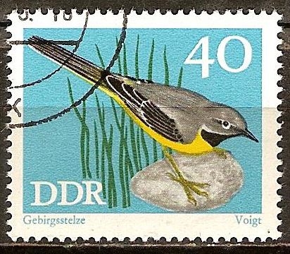  Conservación, pájaros cantores, lavandera gris (DDR).