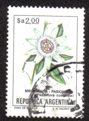 Passiflora coerulea