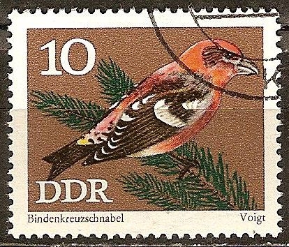 Conservación,pájaros cantores,piquituerto Dos-barrado(DDR).