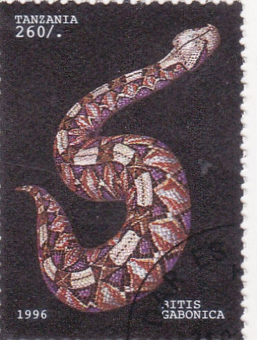 serpiente ritis gabonica
