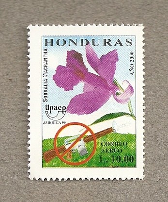Flor Sobralia macrantha