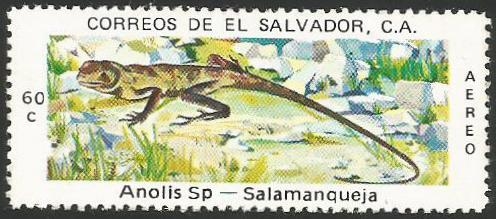 Salamanqueja (1255)
