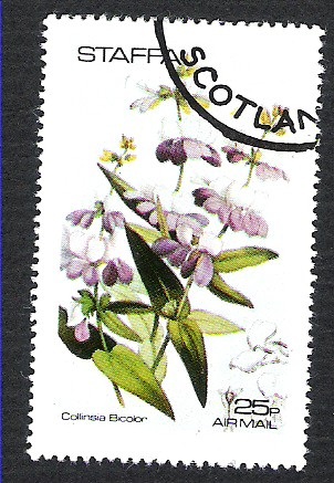 collinsia