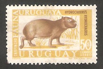 362 - Carpincho, fauna uruguaya