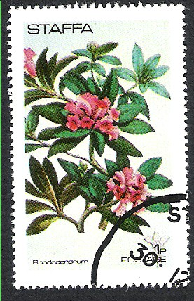 rhododendrun