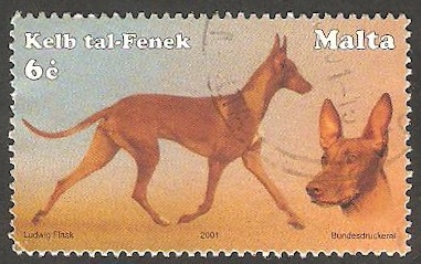 1169 - Perro de raza
