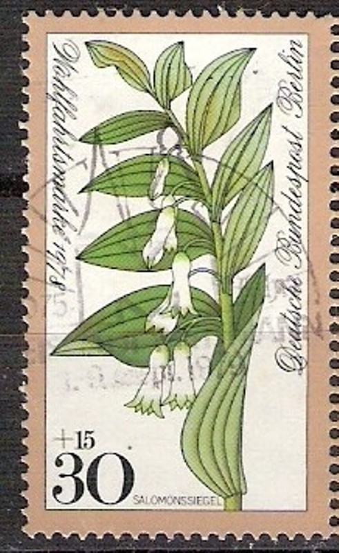 535 - flor sello de salomon 