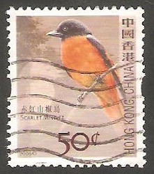 1303 - pájaro miniver de vientre rojo