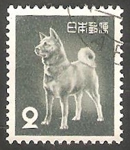  538 - Perro de Akita