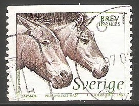 caballo salvaje mongol 