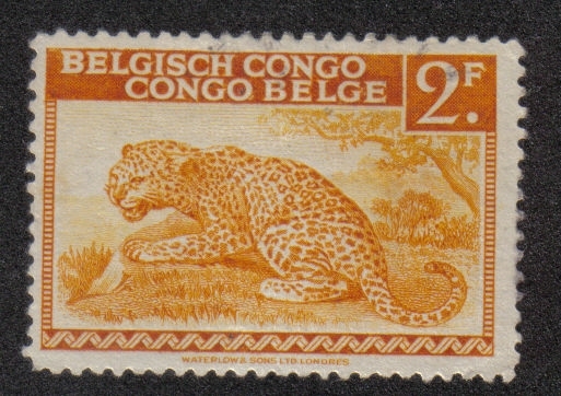 Leopardo, Congo Belga