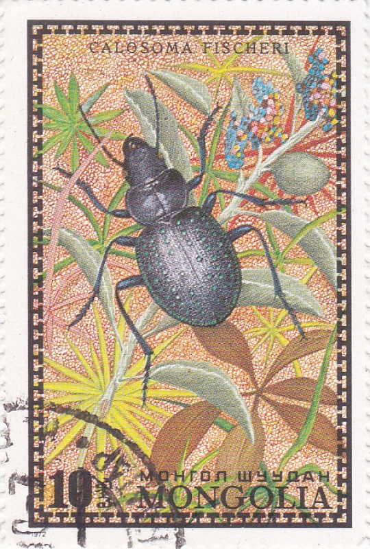 insecto-calosoma fischeri