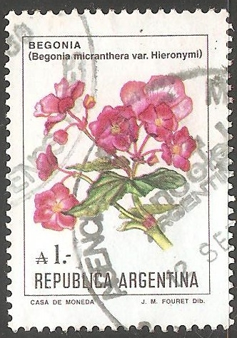 Begonia