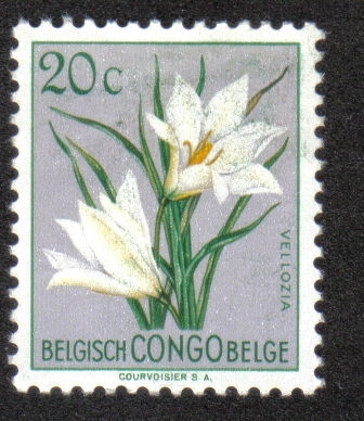 Flores, Congo Belga