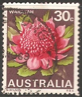 Flor del Estado de Waratah