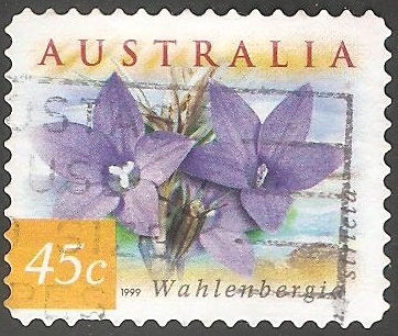 Wahlenbergia Stricta