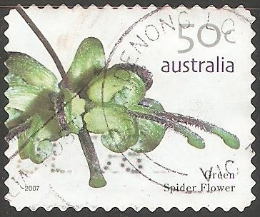 Green Spider Flower 