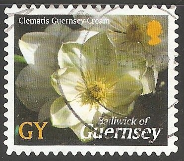 Clematis Guernsey Cream