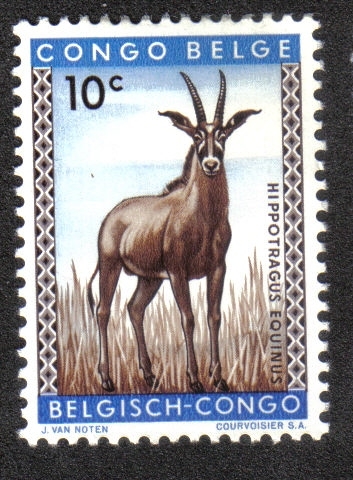Antilope, Congo Belga
