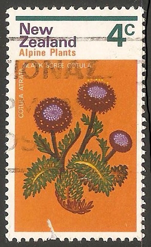 Planta alpina