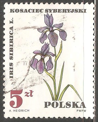 Iris sibirica, planta médica