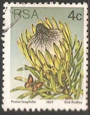 Protea longifolia 