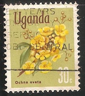 Ochna Ovata