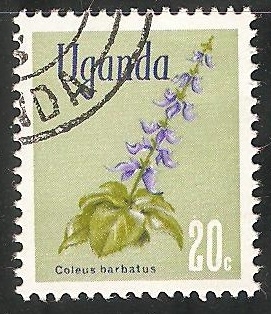 Coleus barbatus