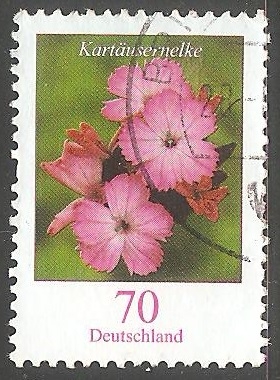 Dianthus carthusianorum