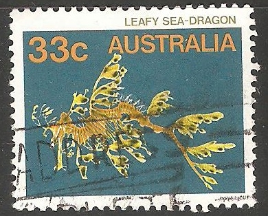 Leafy Seadragon