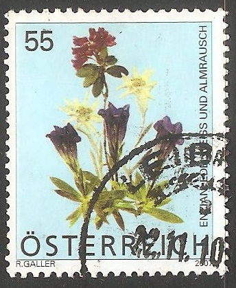 Rosa Alpina, edelweiss y azul genciana