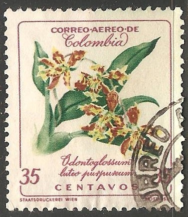 Orquidea colombiana