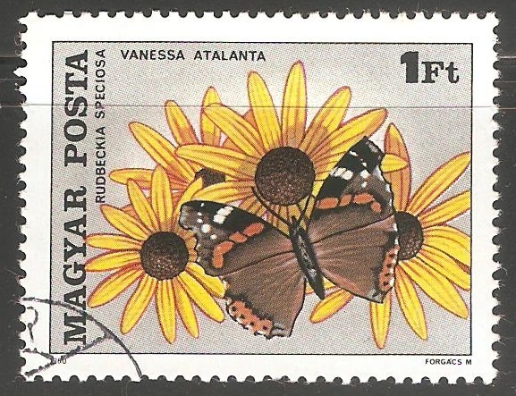 mariposa rudbeckia speciosa y flor vanessa atalanta 