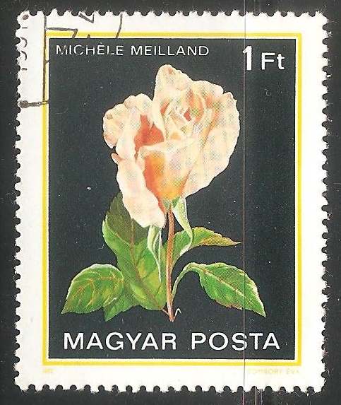 Michèle Meilland (Rosa)
