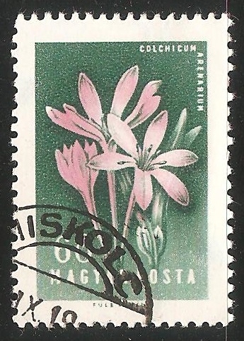 Colchicum arenarium