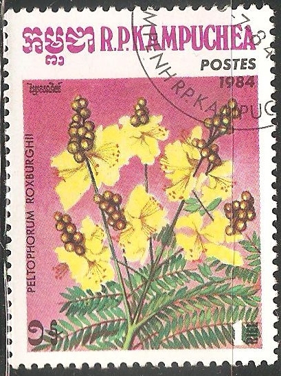 Peltophorum roxburghii 