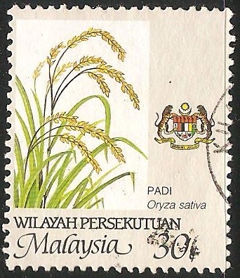 Oryza sativa, (Arroz)