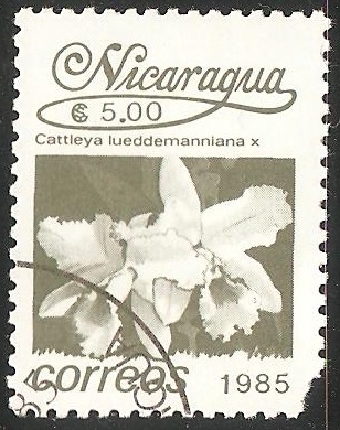 Cattleya lueddemanniana Orquidea