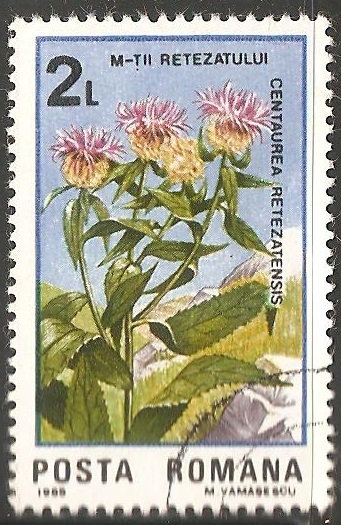 Centaurea