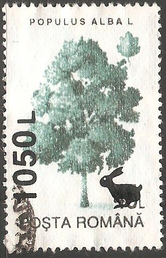 Populus alba- álamo blanco
