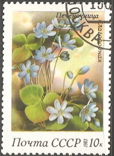 Anemone hepatica