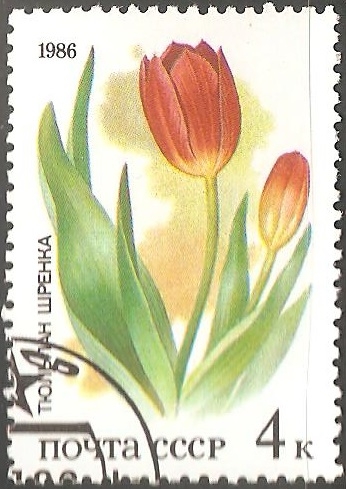  Tulipa