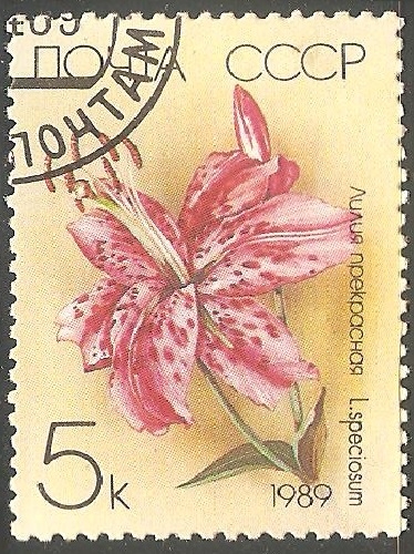 Lilium speciosum