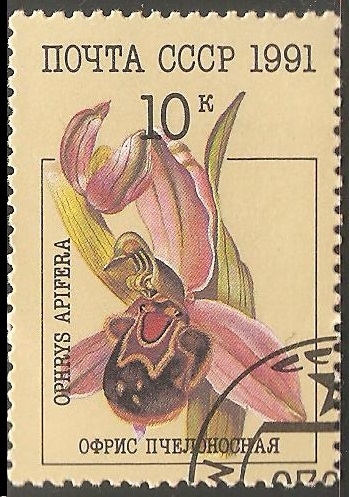 Ophrys apifera-Orquidea abeja