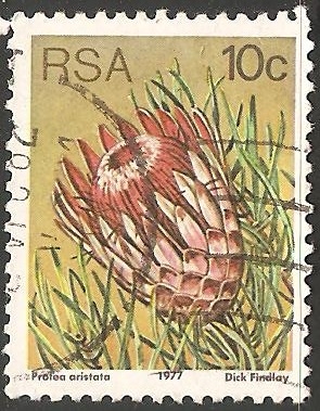 Protea aristata