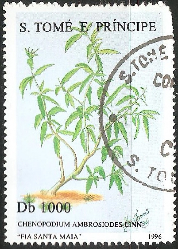 Chenopodium ambrosioides Linn